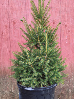 #7 “White Spruce” Picea Glauca