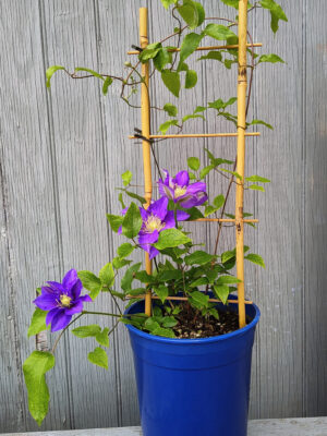 #2 “Olympia” Blue Clematis