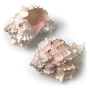 3-3.5″ Shell – Pink Murex