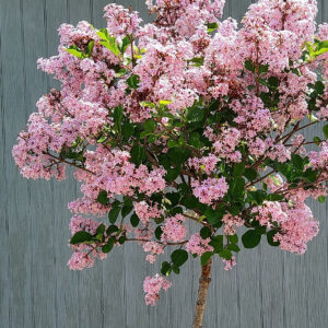 #5 Syringa meyeri ‘Palibin’ Dwarf Korean Lilac Tree