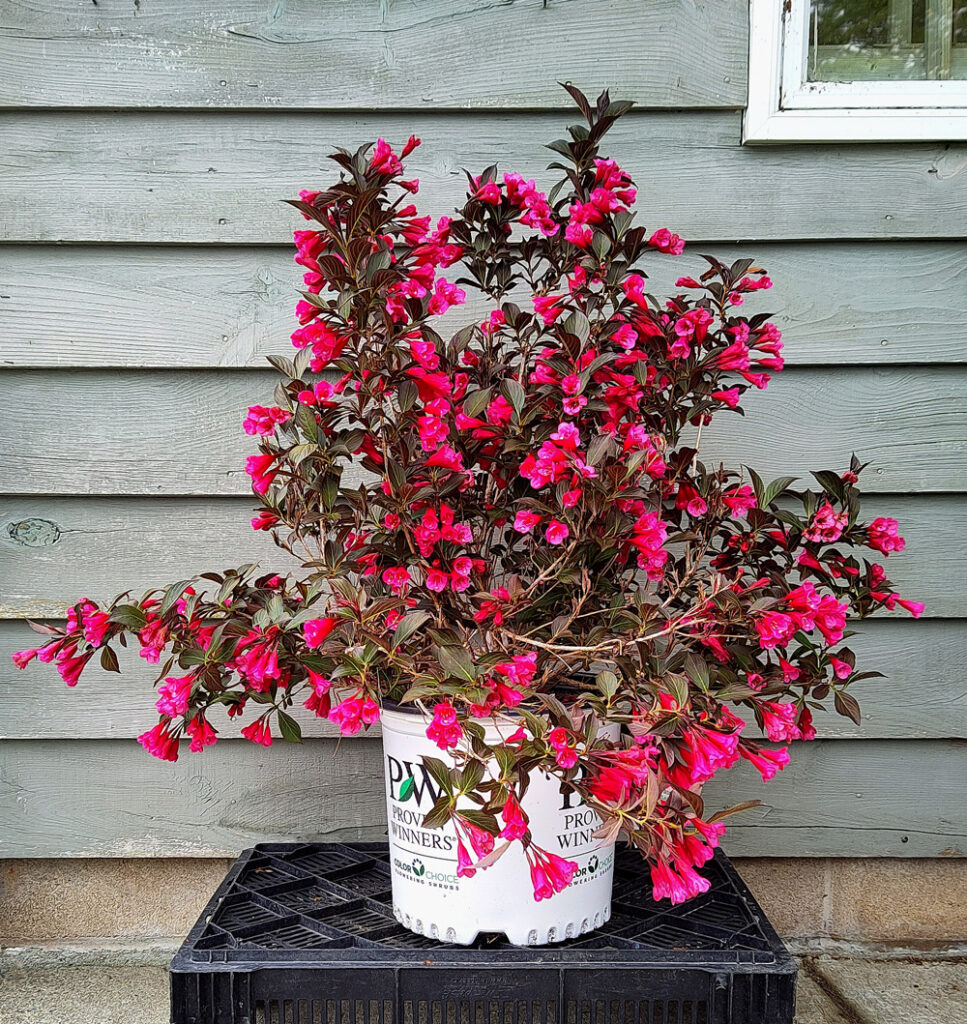 3 “Wine & Roses” Weigela Florida Spencer's Garden Centre