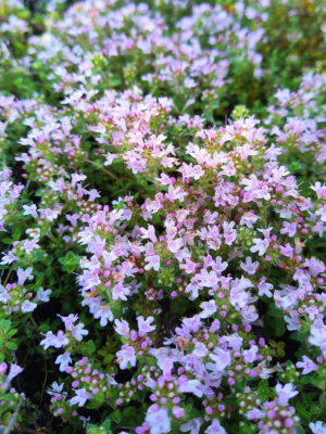 5.5″ “Pink Chintz” Thyme Thymus Serphyllum