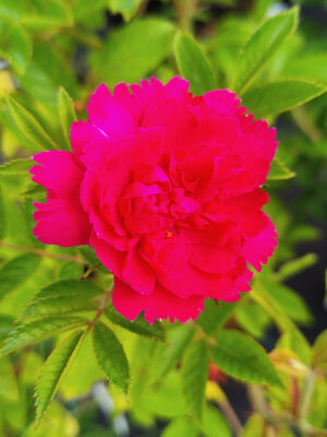 #2 “F. J. Grootendorst Rose” Red Shrub Rosa Rugosa