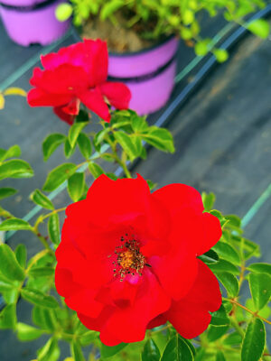 #3 “Shrublet Red Rose” Rosa Noare