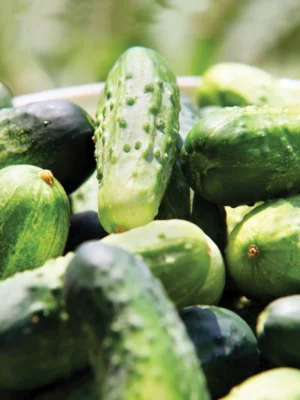25g Cucumber Wisconsin SMR – Pickling Type