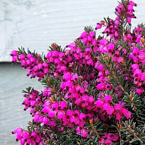 #1 Erica 'Kramer's Red' Winter Heather