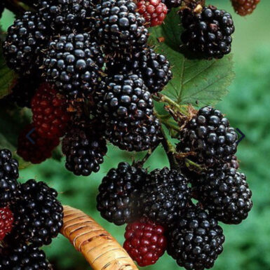 #2 Rubus fruticosus  'Chester' Thornless Blackberry