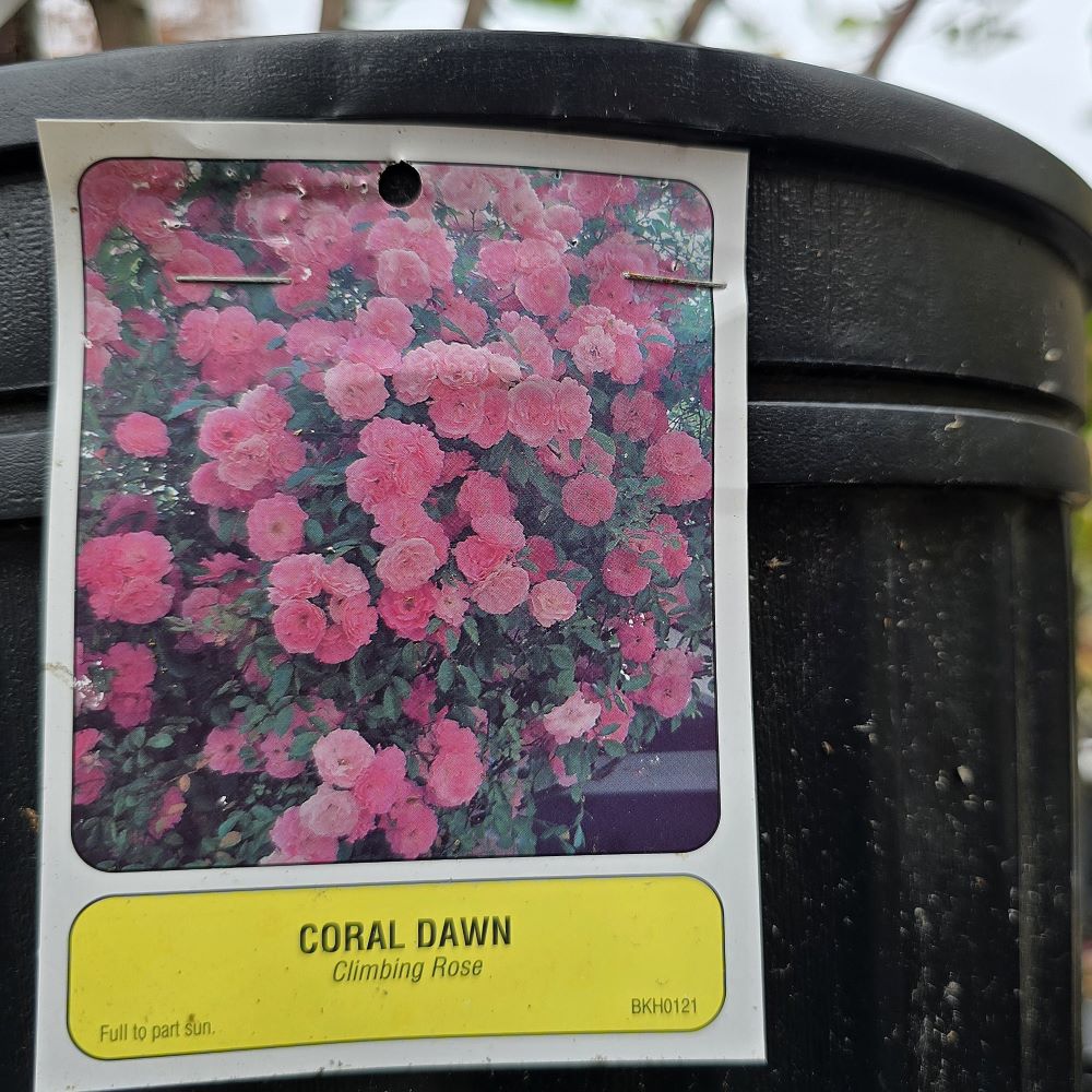 #4 Rosa 'Coral Dawn' Climbing Rose - Image 2