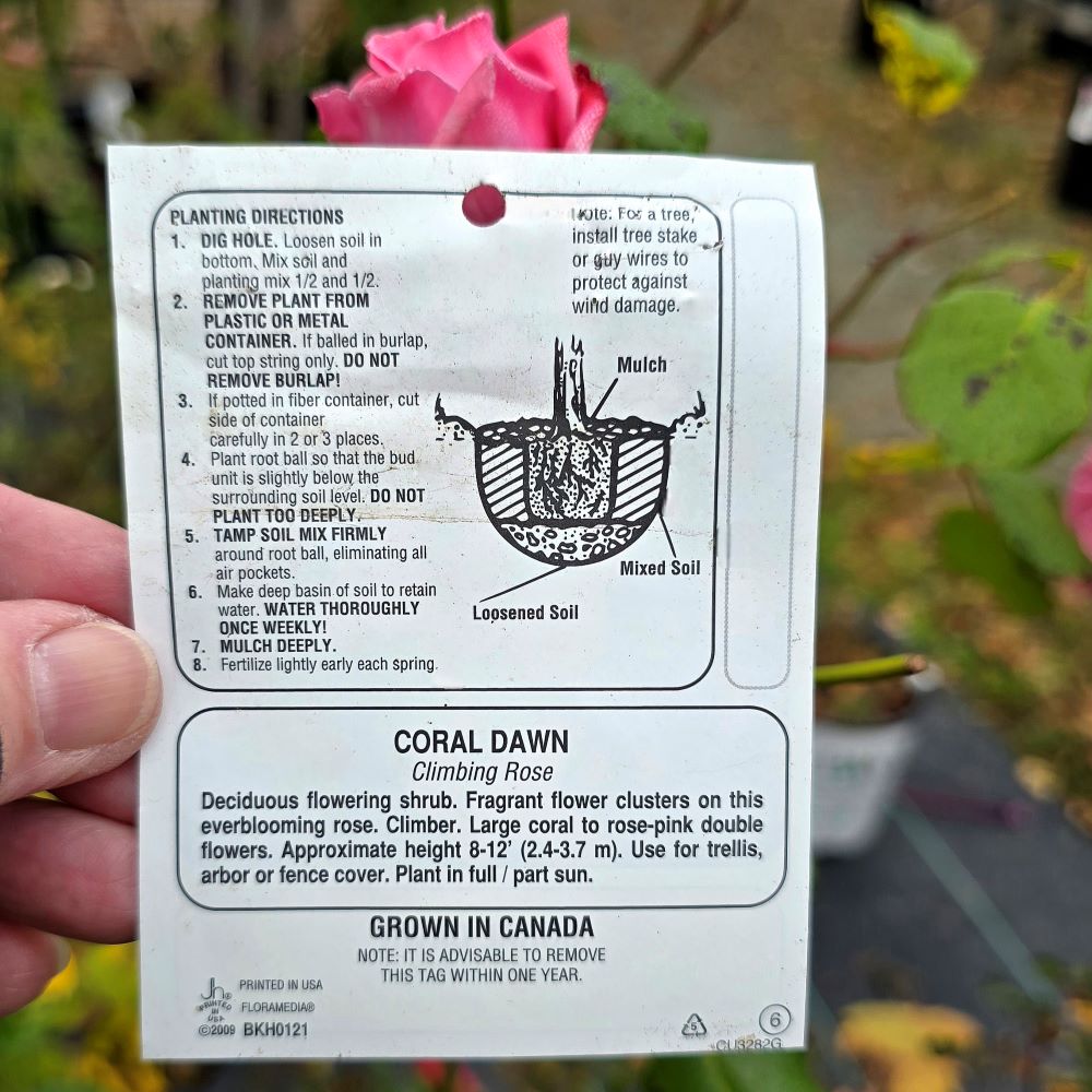 #4 Rosa 'Coral Dawn' Climbing Rose - Image 3