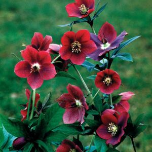 5.5″ Helleborus orientalis ‘Red Lady’