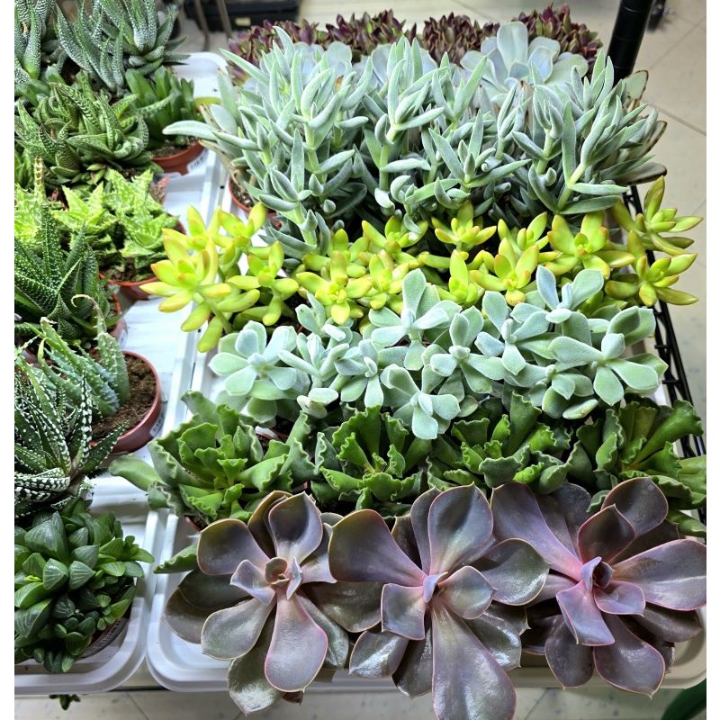 2.5" Succulent Assorted - Image 2