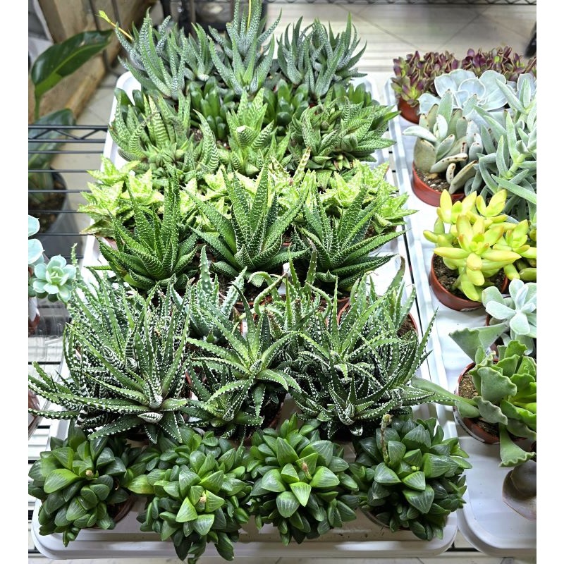 2.5" Succulent Assorted