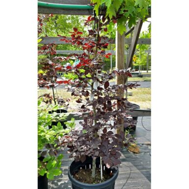 #7 Fagus sylvatica 'Purpurea' European Beech - Image 2