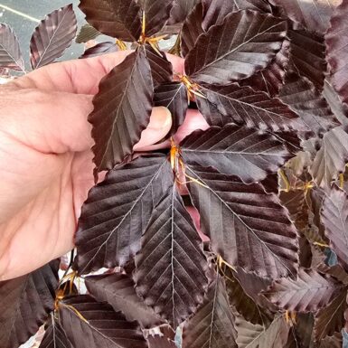#7 Fagus sylvatica 'Purpurea' European Beech