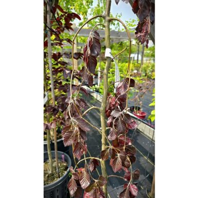 #7 Fagus sylvatica 'Purple Fountain' Weeping European Beech - Image 2