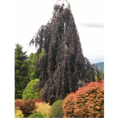 #7 Fagus sylvatica 'Purple Fountain' Weeping European Beech - Image 3