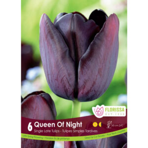 6pk Bulbs – Tulip Queen of the Night