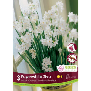3pk Bulbs – Daffodil Narcissus Paperwhite Ziva