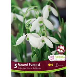 Bulb – Snowdrop Galanthus Mount Everest Ea.