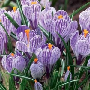 15pk Bulbs – Crocus Pickwick 42004
