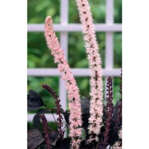 #2 Actaea simplex ‘Pink Spike’ Bugbane/Snakeroot