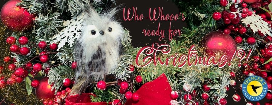 Christmas Banner-2025-900x350