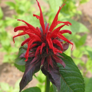#1​ ​Monarda ​didyma​ ‘Jacob Cline​’ Bee Balm