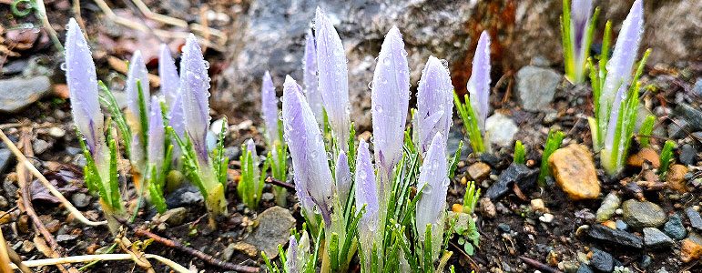 20260321_SpringBanner_2026