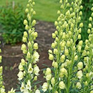 #1 Aconitum napellus ‘Album’ Monkshood