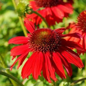 #1 Echinacea ‘Sombrero Salsa Red’ Coneflower